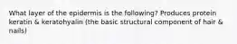 What layer of the epidermis is the following? Produces protein keratin & keratohyalin (the basic structural component of hair & nails)