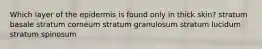 Which layer of the epidermis is found only in thick skin? stratum basale stratum corneum stratum granulosum stratum lucidum stratum spinosum