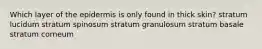 Which layer of the epidermis is only found in thick skin? stratum lucidum stratum spinosum stratum granulosum stratum basale stratum corneum