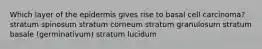 Which layer of the epidermis gives rise to basal cell carcinoma?stratum spinosum stratum corneum stratum granulosum stratum basale (germinativum) stratum lucidum