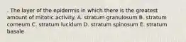 . The layer of the epidermis in which there is the greatest amount of mitotic activity. A. stratum granulosum B. stratum corneum C. stratum lucidum D. stratum spinosum E. stratum basale