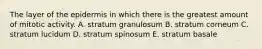 The layer of the epidermis in which there is the greatest amount of mitotic activity. A. stratum granulosum B. stratum corneum C. stratum lucidum D. stratum spinosum E. stratum basale