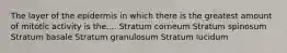 The layer of the epidermis in which there is the greatest amount of mitotic activity is the.... Stratum corneum Stratum spinosum Stratum basale Stratum granulosum Stratum lucidum