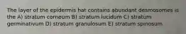 The layer of the epidermis hat contains abundant desmosomes is the A) stratum corneum B) stratum lucidum C) stratum germinativum D) stratum granulosum E) stratum spinosum