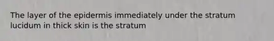 The layer of the epidermis immediately under the stratum lucidum in thick skin is the stratum