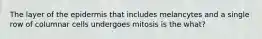 The layer of the epidermis that includes melancytes and a single row of columnar cells undergoes mitosis is the what?