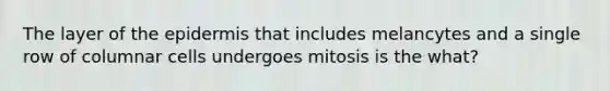 The layer of the epidermis that includes melancytes and a single row of columnar cells undergoes mitosis is the what?