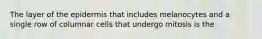 The layer of the epidermis that includes melanocytes and a single row of columnar cells that undergo mitosis is the