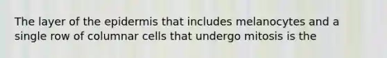 The layer of <a href='https://www.questionai.com/knowledge/kBFgQMpq6s-the-epidermis' class='anchor-knowledge'>the epidermis</a> that includes melanocytes and a single row of columnar cells that undergo mitosis is the