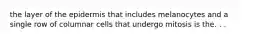 the layer of the epidermis that includes melanocytes and a single row of columnar cells that undergo mitosis is the. . .