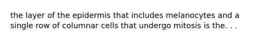 the layer of the epidermis that includes melanocytes and a single row of columnar cells that undergo mitosis is the. . .