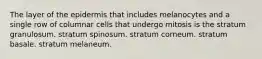 The layer of the epidermis that includes melanocytes and a single row of columnar cells that undergo mitosis is the stratum granulosum. stratum spinosum. stratum corneum. stratum basale. stratum melaneum.