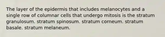 The layer of the epidermis that includes melanocytes and a single row of columnar cells that undergo mitosis is the stratum granulosum. stratum spinosum. stratum corneum. stratum basale. stratum melaneum.