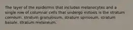 The layer of the epidermis that includes melanocytes and a single row of columnar cells that undergo mitosis is the stratum corneum. stratum granulosum. stratum spinosum. stratum basale. stratum melaneum.