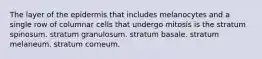 The layer of the epidermis that includes melanocytes and a single row of columnar cells that undergo mitosis is the stratum spinosum. stratum granulosum. stratum basale. stratum melaneum. stratum corneum.