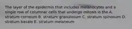 The layer of the epidermis that includes melanocytes and a single row of columnar cells that undergo mitosis is the A. stratum corneum B. stratum granulosum C. stratum spinosum D. stratum basale E. stratum melaneum