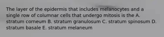 The layer of the epidermis that includes melanocytes and a single row of columnar cells that undergo mitosis is the A. stratum corneum B. stratum granulosum C. stratum spinosum D. stratum basale E. stratum melaneum