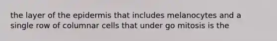 the layer of <a href='https://www.questionai.com/knowledge/kBFgQMpq6s-the-epidermis' class='anchor-knowledge'>the epidermis</a> that includes melanocytes and a single row of columnar cells that under go mitosis is the