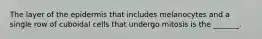 The layer of the epidermis that includes melanocytes and a single row of cuboidal cells that undergo mitosis is the _______.