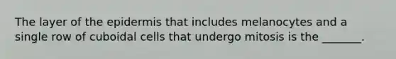 The layer of the epidermis that includes melanocytes and a single row of cuboidal cells that undergo mitosis is the _______.