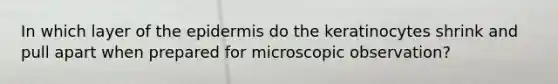 In which layer of the epidermis do the keratinocytes shrink and pull apart when prepared for microscopic observation?