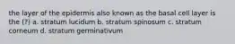 the layer of the epidermis also known as the basal cell layer is the (?) a. stratum lucidum b. stratum spinosum c. stratum corneum d. stratum germinativum