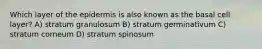 Which layer of the epidermis is also known as the basal cell layer? A) stratum granulosum B) stratum germinativum C) stratum corneum D) stratum spinosum​