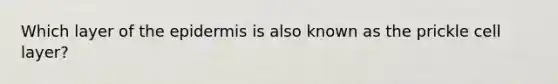 Which layer of the epidermis is also known as the prickle cell layer?