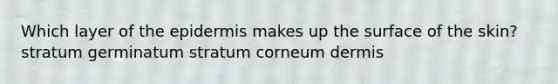 Which layer of the epidermis makes up the surface of the skin? stratum germinatum stratum corneum dermis