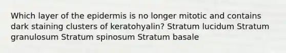 Which layer of the epidermis is no longer mitotic and contains dark staining clusters of keratohyalin? Stratum lucidum Stratum granulosum Stratum spinosum Stratum basale