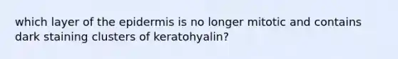 which layer of the epidermis is no longer mitotic and contains dark staining clusters of keratohyalin?