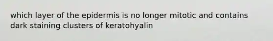 which layer of the epidermis is no longer mitotic and contains dark staining clusters of keratohyalin