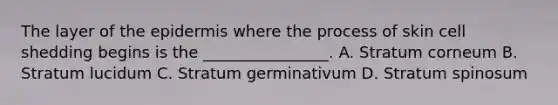 The layer of the epidermis where the process of skin cell shedding begins is the ________________. A. Stratum corneum B. Stratum lucidum C. Stratum germinativum D. Stratum spinosum