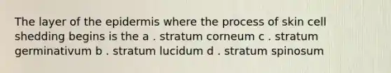 The layer of the epidermis where the process of skin cell shedding begins is the a . stratum corneum c . stratum germinativum b . stratum lucidum d . stratum spinosum