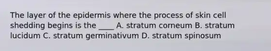 The layer of the epidermis where the process of skin cell shedding begins is the ____ A. stratum corneum B. stratum lucidum C. stratum germinativum D. stratum spinosum