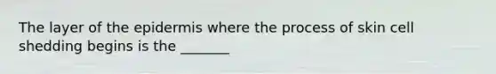 The layer of the epidermis where the process of skin cell shedding begins is the _______