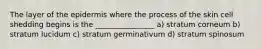 The layer of the epidermis where the process of the skin cell shedding begins is the ________________ a) stratum corneum b) stratum lucidum c) stratum germinativum d) stratum spinosum