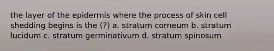 the layer of the epidermis where the process of skin cell shedding begins is the (?) a. stratum corneum b. stratum lucidum c. stratum germinativum d. stratum spinosum