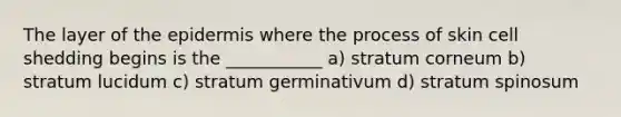 The layer of the epidermis where the process of skin cell shedding begins is the ___________ a) stratum corneum b) stratum lucidum c) stratum germinativum d) stratum spinosum