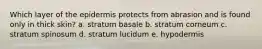 Which layer of the epidermis protects from abrasion and is found only in thick skin? a. stratum basale b. stratum corneum c. stratum spinosum d. stratum lucidum e. hypodermis