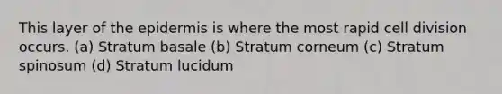 This layer of the epidermis is where the most rapid cell division occurs. (a) Stratum basale (b) Stratum corneum (c) Stratum spinosum (d) Stratum lucidum