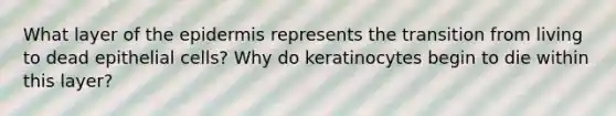 What layer of the epidermis represents the transition from living to dead epithelial cells? Why do keratinocytes begin to die within this layer?