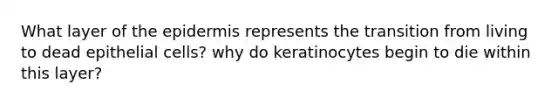 What layer of the epidermis represents the transition from living to dead epithelial cells? why do keratinocytes begin to die within this layer?