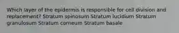 Which layer of the epidermis is responsible for cell division and replacement? Stratum spinosum Stratum lucidium Stratum granulosum Stratum corneum Stratum basale