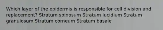 Which layer of the epidermis is responsible for cell division and replacement? Stratum spinosum Stratum lucidium Stratum granulosum Stratum corneum Stratum basale