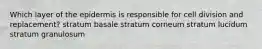 Which layer of the epidermis is responsible for cell division and replacement? stratum basale stratum corneum stratum lucidum stratum granulosum