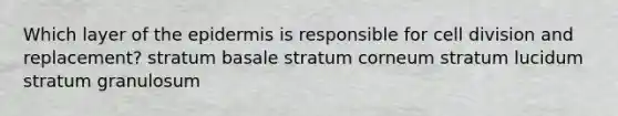 Which layer of the epidermis is responsible for cell division and replacement? stratum basale stratum corneum stratum lucidum stratum granulosum