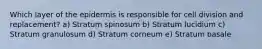 Which layer of the epidermis is responsible for cell division and replacement? a) Stratum spinosum b) Stratum lucidium c) Stratum granulosum d) Stratum corneum e) Stratum basale