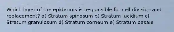 Which layer of the epidermis is responsible for cell division and replacement? a) Stratum spinosum b) Stratum lucidium c) Stratum granulosum d) Stratum corneum e) Stratum basale