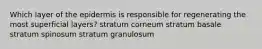 Which layer of the epidermis is responsible for regenerating the most superficial layers? stratum corneum stratum basale stratum spinosum stratum granulosum